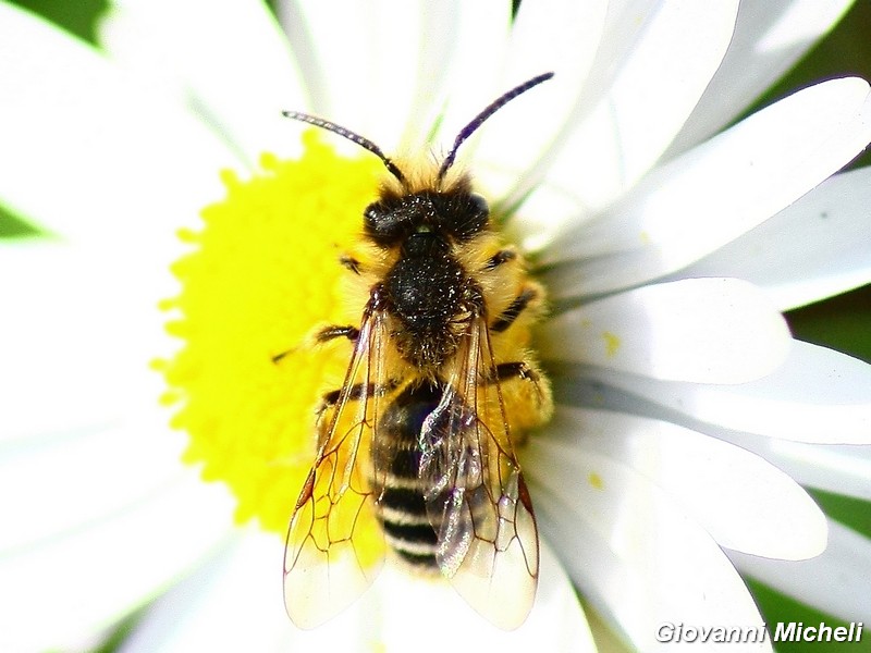 La vita in un fiore (Erigeron annuus)